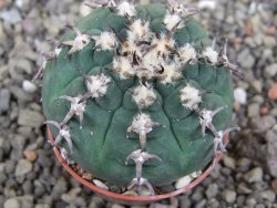 Gymnocalycium spegazzinii unguispinum SL 44b, pot 5,5 cm - 12407684