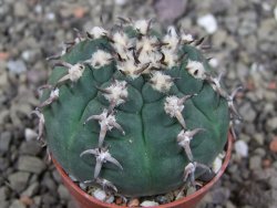 Gymnocalycium spegazzinii unguispinum SL 44b, pot 5,5 cm
