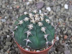 Gymnocalycium spegazzinii unguispinum SL 44b, pot 5,5 cm - 12407686