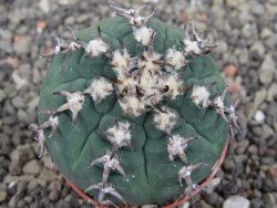 Gymnocalycium spegazzinii unguispinum SL 44b, pot 5,5 cm - 12407687