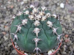 Gymnocalycium spegazzinii unguispinum SL 44b, pot 5,5 cm - 12407688