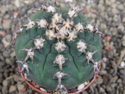 Gymnocalycium spegazzinii unguispinum SL 44b, pot 5,5 cm - 12407689