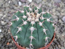 Gymnocalycium spegazzinii unguispinum SL 44b, pot 5,5 cm