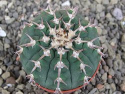 Gymnocalycium spegazzinii unguispinum SL 44b, pot 5,5 cm - 12407691