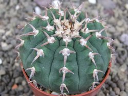 Gymnocalycium spegazzinii unguispinum SL 44b, pot 5,5 cm - 12407693