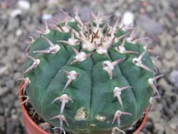 Gymnocalycium spegazzinii unguispinum SL 44b, pot 5,5 cm - 12407694