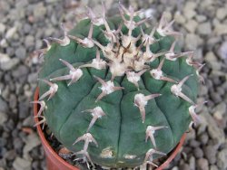 Gymnocalycium spegazzinii unguispinum SL 44b, pot 5,5 cm - 12407695