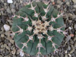 Gymnocalycium spegazzinii unguispinum SL 44b, pot 5,5 cm - 12407696