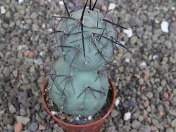 Tephrocactus geometricus pot 5,5 cm