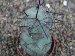 Tephrocactus geometricus pot 5,5 cm - 12407700
