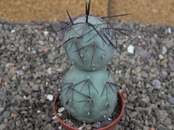 Tephrocactus geometricus pot 5,5 cm - 12407701
