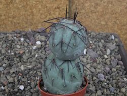 Tephrocactus geometricus pot 5,5 cm - 12407702