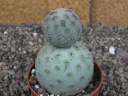 Tephrocactus geometricus pot 6,5 cm - 12407703