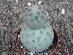Tephrocactus geometricus pot 6,5 cm