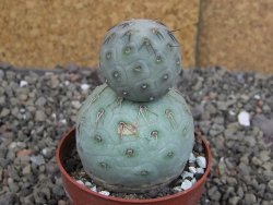 Tephrocactus geometricus pot 6,5 cm - 12407706