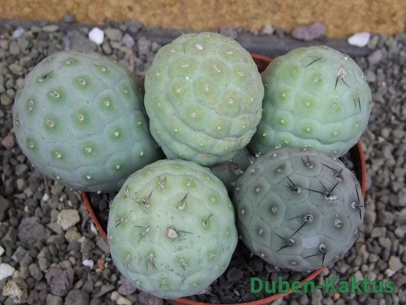 Tephrocactus geometricus pot 12 cm