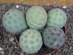 Tephrocactus geometricus pot 12 cm