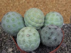 Tephrocactus geometricus pot 12 cm - 12407713