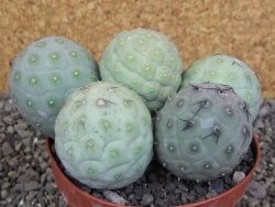 Tephrocactus geometricus pot 12 cm - 12407714