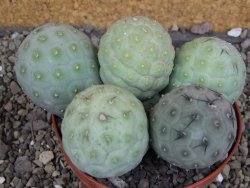 Tephrocactus geometricus pot 12 cm - 12407715