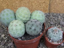 Tephrocactus geometricus pot 12 cm - 12407716