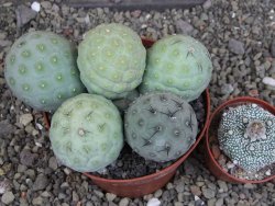 Tephrocactus geometricus pot 12 cm - 12407717