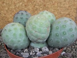 Tephrocactus geometricus pot 12 cm - 12407718