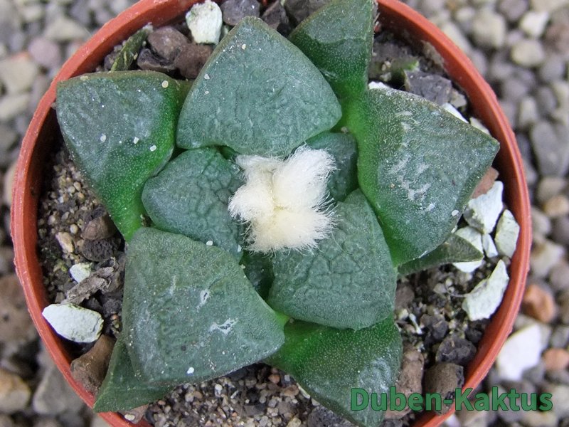 Ariocarpus lloydii pot 5,5 cm