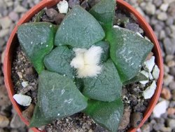 Ariocarpus lloydii pot 5,5 cm