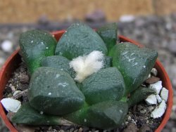 Ariocarpus lloydii pot 5,5 cm - 12407730