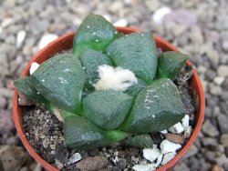 Ariocarpus lloydii pot 5,5 cm - 12407731