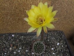 Echinopsis hybrid pot 5,5 cm - 12407745