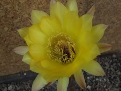 Echinopsis hybrid pot 5,5 cm