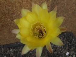Echinopsis hybrid pot 5,5 cm - 12407747