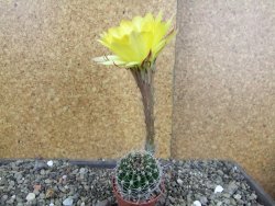 Echinopsis hybrid pot 5,5 cm - 12407748
