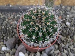 Echinopsis hybrid pot 5,5 cm - 12407749