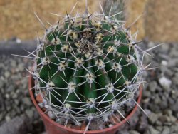 Echinopsis hybrid pot 5,5 cm - 12407750