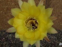 Echinopsis hybrid pot 5,5 cm - 12407751