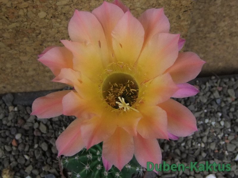 Echinopsis hybrid pot 7 cm