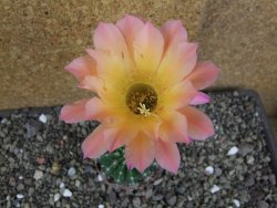 Echinopsis hybrid pot 7 cm - 12407761