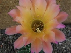 Echinopsis hybrid pot 7 cm - 12407762
