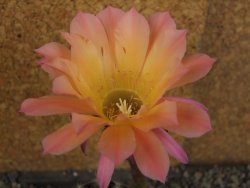 Echinopsis hybrid pot 7 cm - 12407764