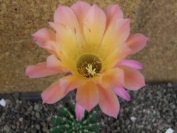 Echinopsis hybrid pot 7 cm - 12407765
