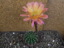 Echinopsis hybrid pot 7 cm - 12407766