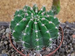 Echinopsis hybrid pot 7 cm - 12407767