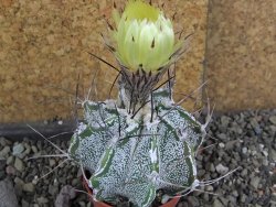 Astrophytum Dinosaur X niveum květináč 5,5 cm
