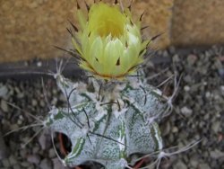 Astrophytum Dinosaur X niveum květináč 5,5 cm - 12407774