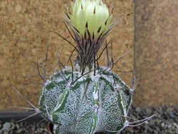 Astrophytum Dinosaur X niveum květináč 5,5 cm - 12407776