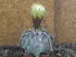Astrophytum Dinosaur X niveum květináč 5,5 cm - 12407777