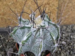 Astrophytum Dinosaur X niveum květináč 5,5 cm - 12407778